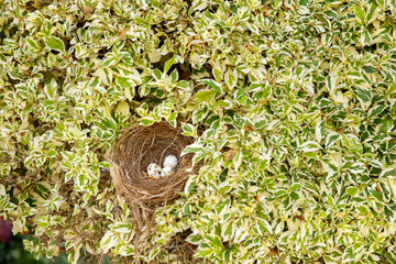 bird nest in bush