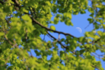 Vew on a bright day moon between tree branches Background: blue sky and moon