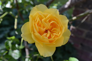 Yellow Rose 