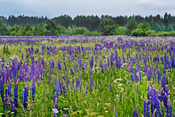 Obraz premium field of lupine in the summer