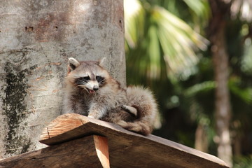 Animal sauvage dans le milieu naturel