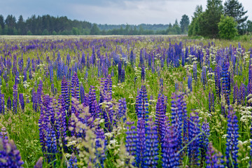 field of lupine in the summer