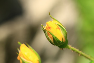 Beautiful yellow roses in garden, roses for Valentine Day.