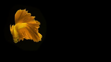 The Siamese fighting fish (Betta splendens), commonly known as the betta, is a popular fish in the aquarium trade. Bettas are a member of the gourami family and are known to be highly territorial.