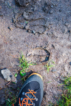 Rothirsch Trittsiegel auf dem H&ouml;henweg im Val Trupchun - Schweizer Nationalpark.