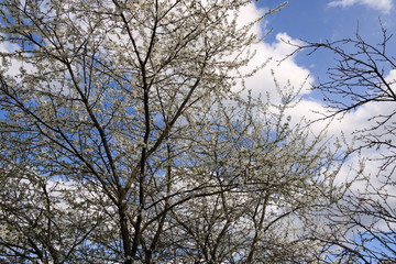 Flowers of the cherry blossoms on a spring day