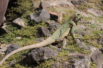 Animal sauvage dans le milieu naturel