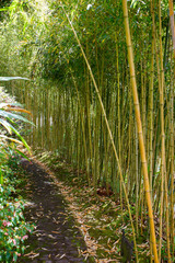 Obraz premium bamboo in the forest