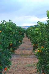Fototapeta na wymiar Valencian Orange Grove