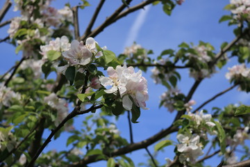 Flowers of the cherry blossoms on a spring day
