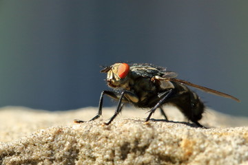 Fly on Sandstone Wall