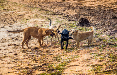 mongrel dogs on the beach