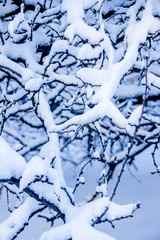 tree on snow