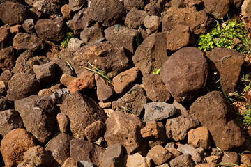 background stones with lizards