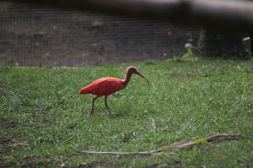 Animal sauvage dans le milieu naturel