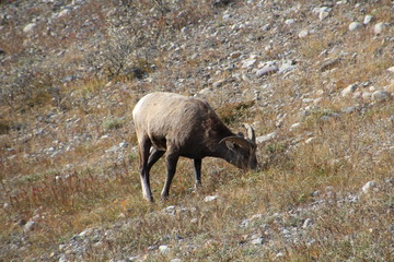 Sheep Along The David Thompson Highway, Alberta