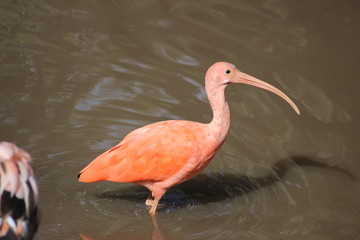 Animal sauvage dans le milieu naturel