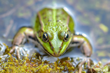     Green frog in the pond, springtime, funny head out of the water 