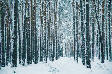 Winter nature background.
