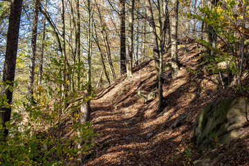 Colorful autumn forest in the Ore Mountains with hiking trails
