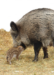 Mother's love. Central European wild boar (Sus scrofa scrofa) with piglet