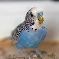 A blue wavy parrot sits on a cage
