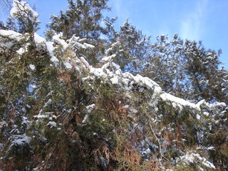Winter Christmas trees, spruces. They stand with snow that glistens in the sun, on needles. White on green. Great festive background for Christmas, New Year and other events.