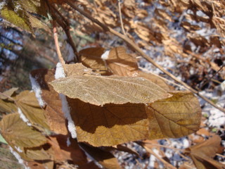Dry yellow leaves under the snow. Lighted by the bright winter sun.
