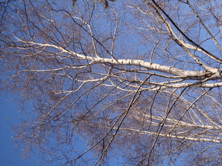 Autumn park with lots of yellow brown leaves and a column of trees. Blue sky.