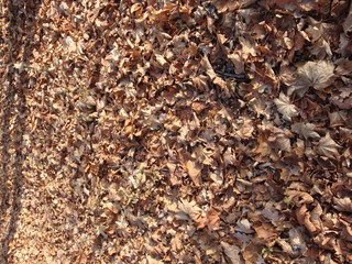 Autumn park with lots of yellow brown leaves and a column of trees. Blue sky.