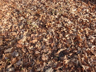 Autumn park with lots of yellow brown leaves and a column of trees. Blue sky.
