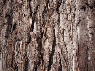 Structure of dry trees and bark of living trees. Brown shades.
