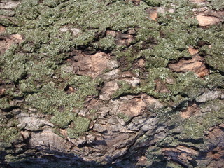 Structure of dry trees and bark of living trees. Brown shades.