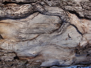 Structure of dry trees and bark of living trees. Brown shades.