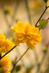 RanunkelstrauchBbl&uuml;te