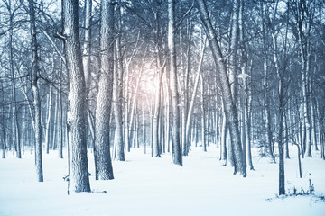 Winter nature background.