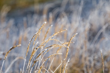 Fototapeta premium frozen plants in the meadow