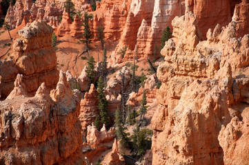 Bryce Canyon, USA, view from lookout point to conifers in the valley