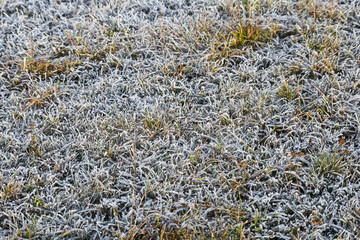 frozen plants in the meadow