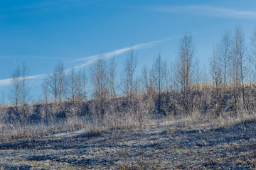 frozen plants and blue sky