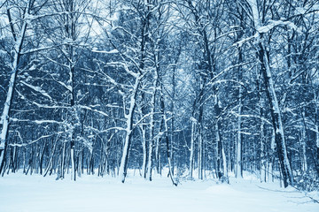 Winter nature background.