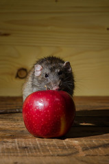 Rat and a red apple.