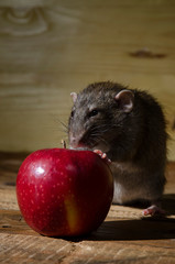 Rat and a red apple.