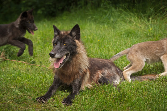 Black Phase Grey Wolf (Canis Lupus) With Pups Running Behind Him