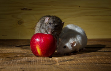Rats and a red apple.