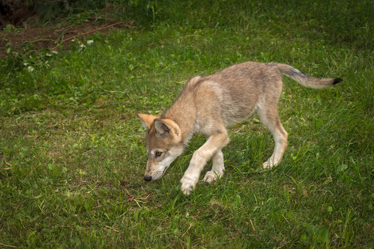 Grey Wolf (Canis lupus) Pup Walks Left Head Down