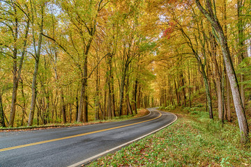 Obraz premium Beautiful Autumn Leaves in the Smoky Mountains