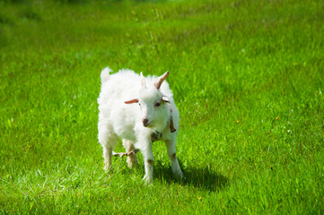 Obraz premium Domestic goats outdoor