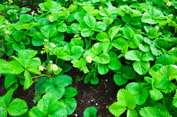 Blooming strawberry bush