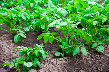 Potato plants field